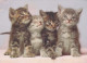 CAT KITTY Animals Vintage Postcard CPSM #PBQ929.GB - Cats