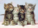 CAT KITTY Animals Vintage Postcard CPSM #PBQ929.GB - Cats