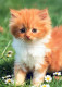 KATZE MIEZEKATZE Tier Vintage Ansichtskarte Postkarte CPSM #PAM085.DE - Cats