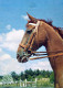 CAVALLO Animale Vintage Cartolina CPSM #PBR841.IT - Horses