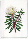 FLORES Vintage Tarjeta Postal CPSM #PAR524.ES - Flowers