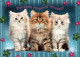 GATO GATITO Animales Vintage Tarjeta Postal CPSM #PAM518.ES - Cats