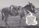 ÂNE Animaux Vintage Carte Postale CPSM #PBR918.FR - Donkeys