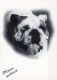 CHIEN Animaux Vintage Carte Postale CPSM #PBQ415.FR - Dogs