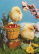 PÂQUES POULET ŒUF Vintage Carte Postale CPSM #PBO700.FR - Pâques