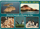 22 - Les Sept Iles - Réserve Naturelle D'Oiseaux De Mer - Multivues - Macareux Moines - Guillemots - CPM - Voir Scans Re - Sonstige & Ohne Zuordnung