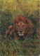 Animaux - Fauves - Lion - CPM - Voir Scans Recto-Verso - Lions