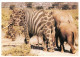 Animaux - Eléphants - Elépant Hybride - Montage Photo - éléphanteau - CPM - Carte Neuve - Voir Scans Recto-Verso - Éléphants