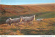 Animaux - Moutons - Whitby Moors - CPM - Voir Scans Recto-Verso - Other & Unclassified
