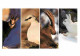 Animaux - Chamois - Lagopede - Bouquetin - Lièvre - Multivues - CPM - Voir Scans Recto-Verso - Other & Unclassified