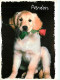 Chiens - CPM - Voir Scans Recto-Verso - Chiens