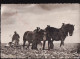 Chevaux Au Labeur - Fotokaart - Farmers