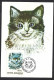 Romania, Roumanie 1993; Blue Turkish Angora Cat, Gatto, Katze, Chat; Maximum Card - Chats Domestiques
