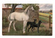 Illustrateur. Cheval Blanc Et Chiens - Horses