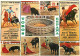 Corrida - Toros - Espagne - España - Multivues - CPM - Voir Scans Recto-Verso - Corrida