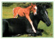 Animaux - Chevaux - CPM - Voir Scans Recto-Verso - Horses