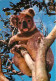 Animaux - Koalas - CPM - Voir Scans Recto-Verso - Other & Unclassified