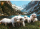 Chiens - CPM - Voir Scans Recto-Verso - Chiens