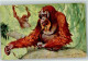 10639911 - Orang-Utans Sign Serie 460 - Singes