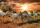 Animaux - Chevaux - Camargue - Chevaux En Liberté - Coucher De Soleil - CPM - Voir Scans Recto-Verso - Horses