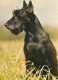 Chiens - CPM - Voir Scans Recto-Verso - Dogs