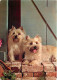 Chiens - CPM - Voir Scans Recto-Verso - Dogs