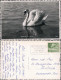 Ansichtskarte Genf Genève Cygnes Du Lac Léman/Schwan Auf Dem Genfersee 1950 - Other & Unclassified