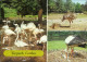 Cottbus Tierpark: Flamingo-Brutkolonie, Nandu, Weißstorch Mit Jungen 1986 - Cottbus