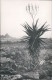 Ansichtskarte  Südwest-Afrika: Aloe 1970 - Namibie