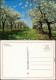 Ansichtskarte  Stimmungsbild: Frühling, Baumblüte 1995 - Altri & Non Classificati