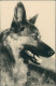 Foto  Tiere - Hunde Foto Schäferhund Dog Photo 1960 Privatfoto - Dogs