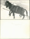 Foto  Tiere - Pferde Gespann Pferd Foto Horse Photo 1960 Privatfoto - Horses