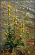 Verbascum Thapsiforme Königskerze, Wollblume   Produkte: Flores Verbasci. 1912 - Other & Unclassified