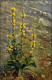 Verbascum Thapsiforme Königskerze, Wollblume   Produkte: Flores Verbasci. 1912 - Otros & Sin Clasificación