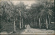 Postcard Sabang Weg Naar Het ,,Nias Kampement" Aceh Indonesia 1911 - Indonesië