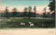 Ansichtskarte Moritzburg Weisse Hirsche Hirschgarten Handcoloriert 1909 - Moritzburg