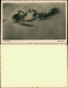Foto  Tiere - Skorpion 1934 Privatfoto  - Other & Unclassified