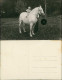 Foto  Kleiner Junge Auf Pferd Schimmel 1913 Privatfoto - Horses