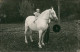 Foto  Kleiner Junge Auf Pferd Schimmel 1913 Privatfoto - Horses