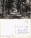 Postkaart Chaam Omgeving Putven Ortsansicht Mit Waldweg 1960 - Autres & Non Classés