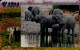 TELECARTE ETRANGERE....ELEPHANTS - Autres & Non Classés