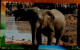 TELECARTE ETRANGERE....ELEPHANTS - Altri & Non Classificati