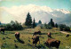 Animaux - Vaches - Panorama Sur La Chaine Du Mont Blanc Depuis Plaine-Joux - Montagnes - CPM - Voir Scans Recto-Verso - Kühe