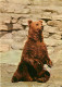 Animaux - Ours - Ours Brun - Bear - CPM - Voir Scans Recto-Verso - Bären