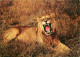 Animaux - Fauves - Lion - Faune Africaine - Carte Dentelée - CPSM Grand Format - Voir Scans Recto-Verso - Löwen