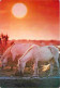 Animaux - Chevaux - Coucher De Soleil - Flamme Postale - Voir Scans Recto Verso  - Cavalli