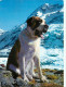 Chiens - CPM - Voir Scans Recto-Verso - Chiens