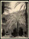 Foto Unbekannter Fotograf, Ansicht Sevilla, Innenhof Der Casa De Pilatos  - Orte
