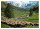 Animaux - Moutons - Soleil Et Montagne - CPM - Voir Scans Recto-Verso - Autres & Non Classés