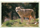 Animaux - Loups - CPM - Voir Scans Recto-Verso - Andere & Zonder Classificatie